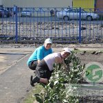 Посадка живой изгороди