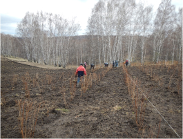 Посадка лиственных кустарников